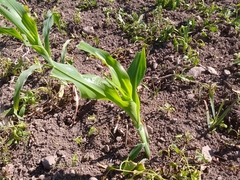 Zea mays mays
