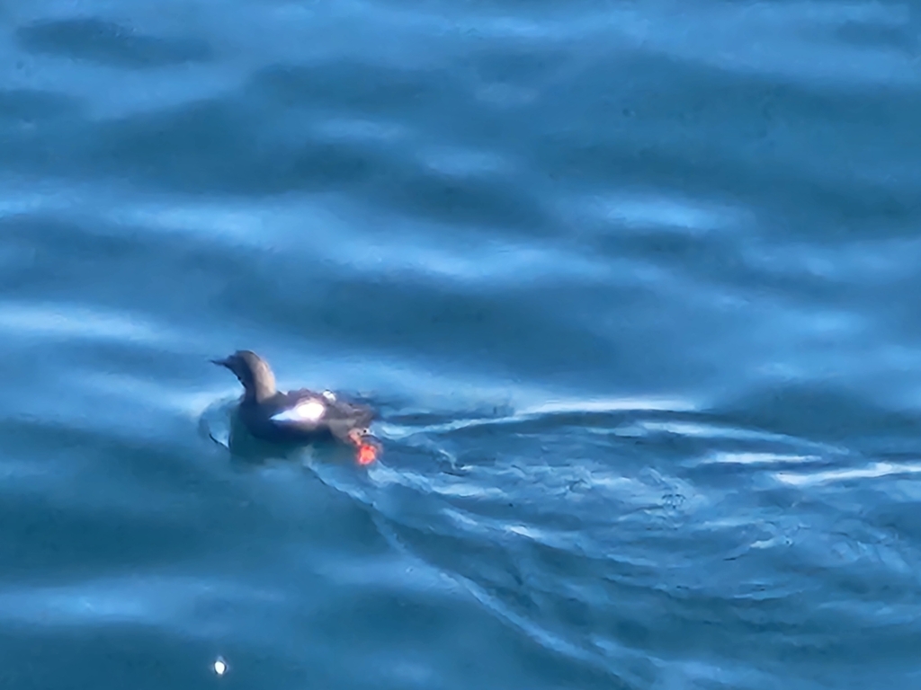 Pigeon Guillemot