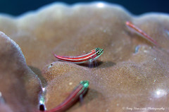 Helcogramma striata