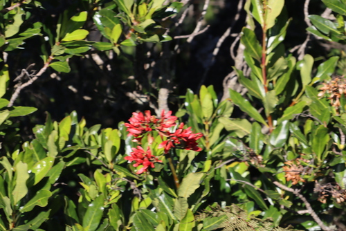 Magnificent Flamebush (Alberta magna)