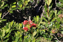 Alberta magna