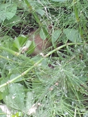 Myocastor coypus