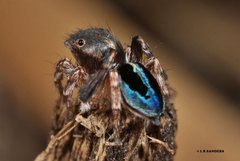 Maratus chrysomelas