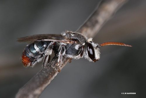Lipotriches gracilipes