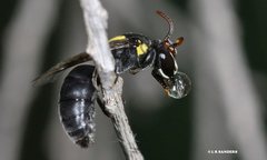 Hylaeus nubilosus