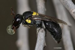 Hylaeus nubilosus