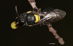 Hylaeus nubilosus