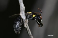 Hylaeus nubilosus