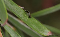 Ceylalictus perditellus