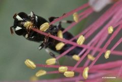 Hylaeus disjunctus