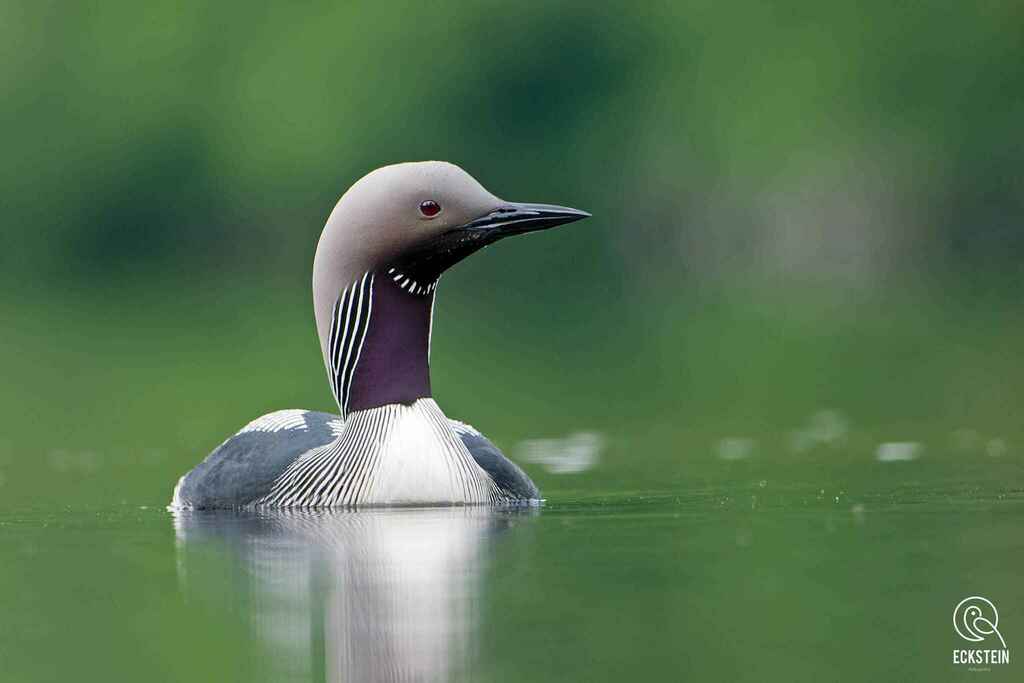 Black-Throated Diver