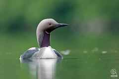 Black-Throated Diver photo 1
