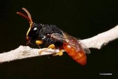 Hylaeus maiellus