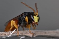 Hylaeus maiellus