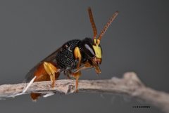 Hylaeus maiellus