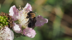 Andrena