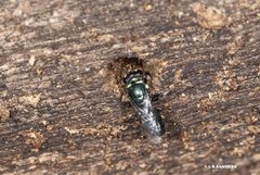 Hylaeus disjunctus