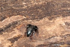 Hylaeus disjunctus