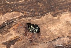 Hylaeus disjunctus