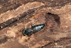 Hylaeus disjunctus
