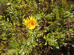 Grindelia stricta angustifolia