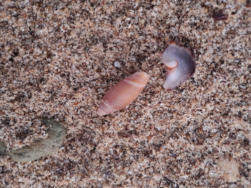 Olivella volutella, 2024-07-13