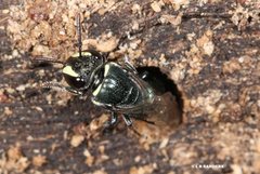 Hylaeus disjunctus