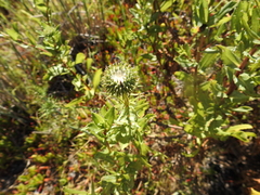 Grindelia stricta angustifolia
