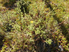 Grindelia stricta angustifolia