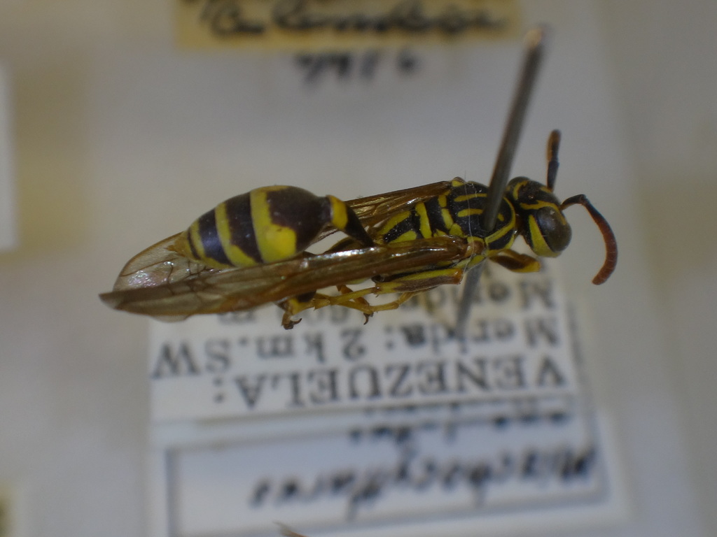 Mischocyttarus angulatus