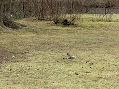 Sciurus carolinensis