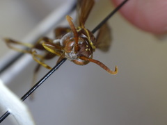 Mischocyttarus acunai