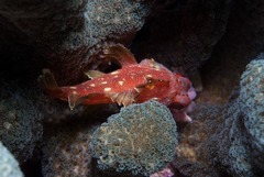 Sebastapistes cyanostigma