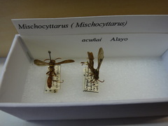 Mischocyttarus acunai