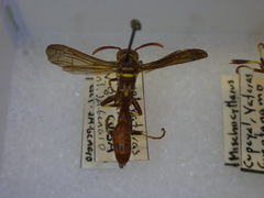 Mischocyttarus acunai