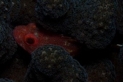 Sebastapistes cyanostigma