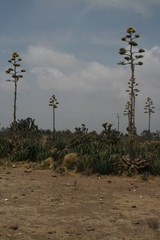 Agave salmiana crassispina
