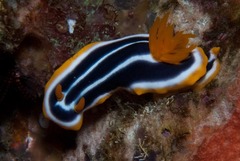 Chromodoris africana