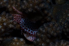 Trapezia rufopunctata