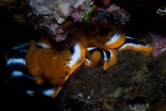 Chromodoris africana