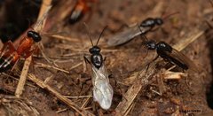 Opisthopsis rufithorax