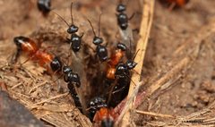 Opisthopsis rufithorax