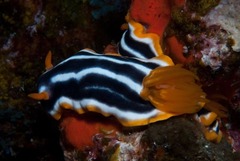 Chromodoris africana