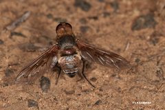 Ligyra punctipennis