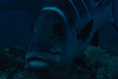 Plectorhinchus playfairi