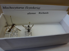 Mischocyttarus alienus