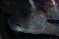 Plectorhinchus playfairi