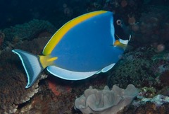 Acanthurus leucosternon