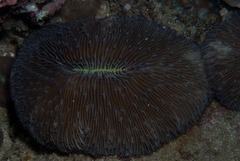 Lobactis scutaria
