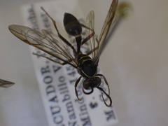 Mischocyttarus alienus